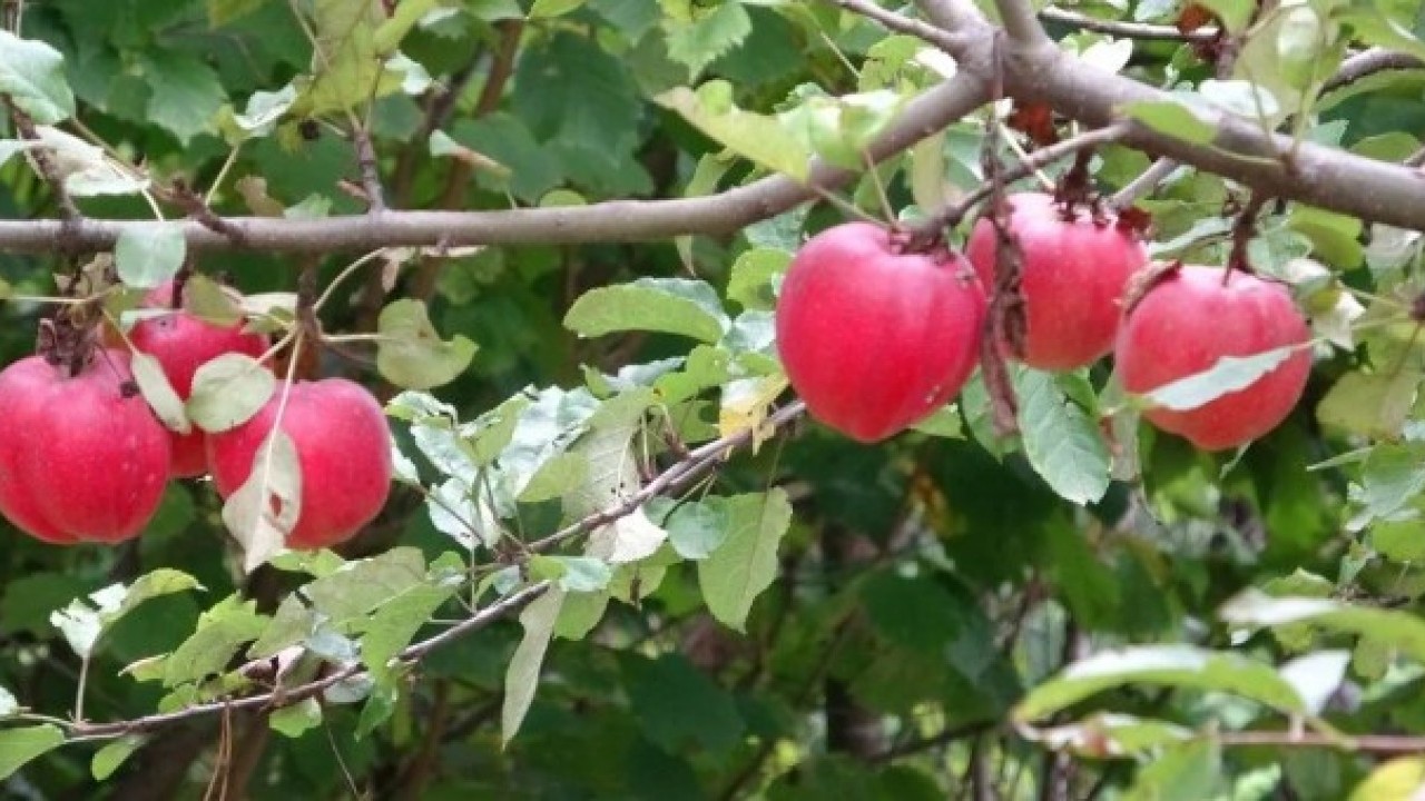 Foto - Şifa kaynağında hasat zamanı! Bakın hangi hastalıklara iyi geliyor