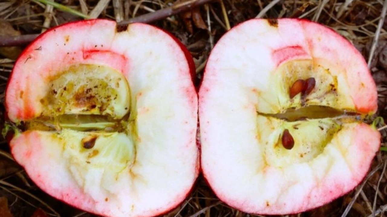 Foto - Şifa kaynağında hasat zamanı! Bakın hangi hastalıklara iyi geliyor