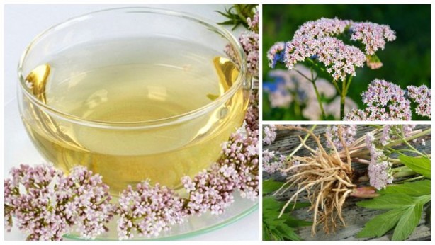 Foto - Şifa saçan şifalı bitkiler