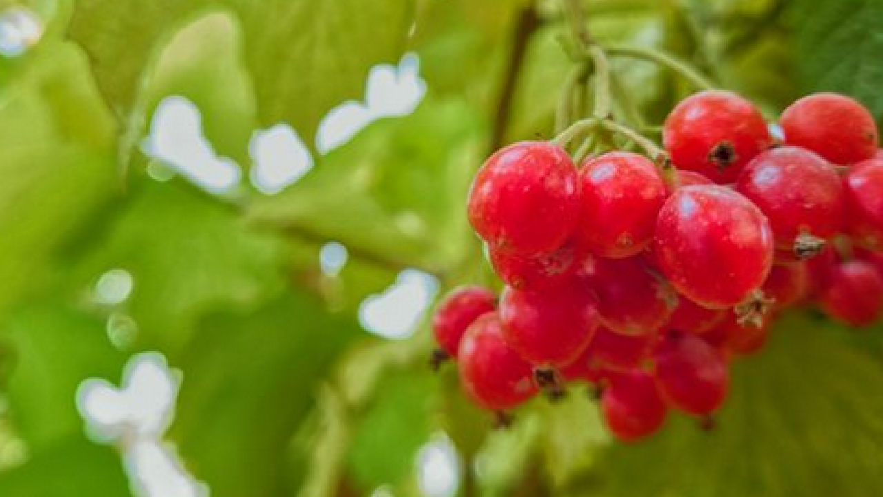 Foto - Şifa saçan 'kırmızı altın' Bu kırmızı meyve her derde deva olacak…