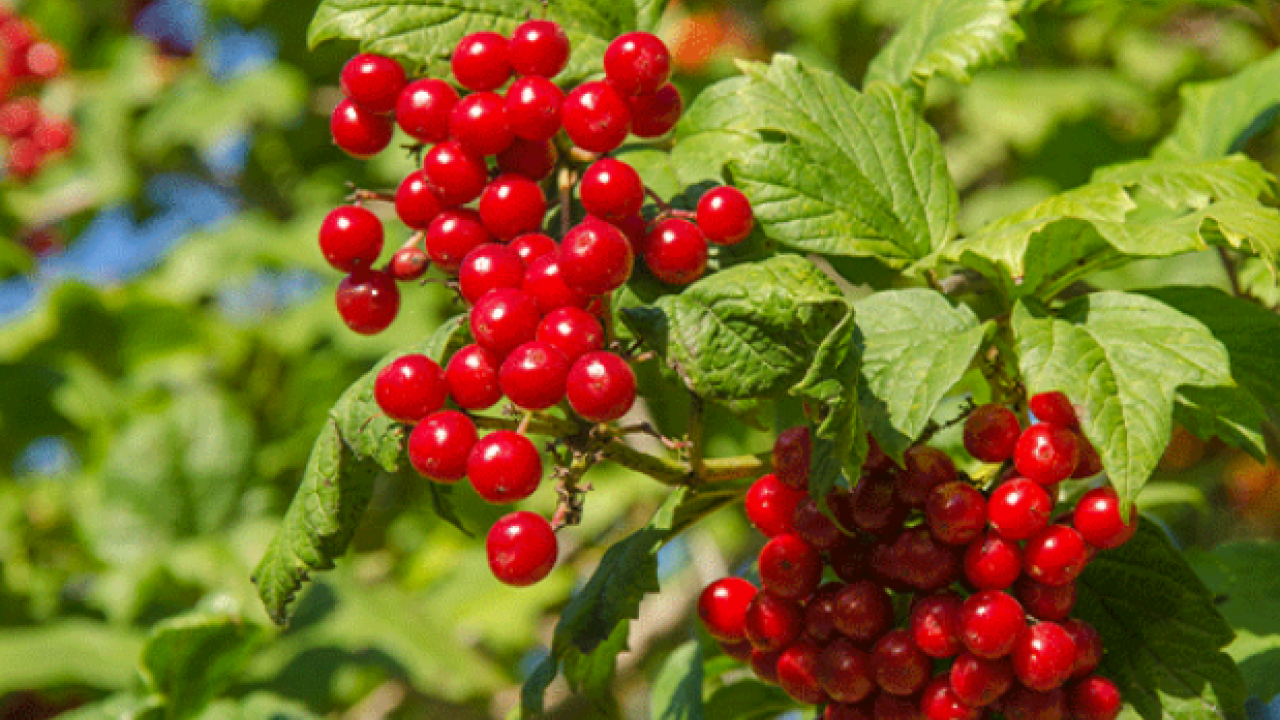 Foto - Şifa saçan 'kırmızı altın' Bu kırmızı meyve her derde deva olacak…