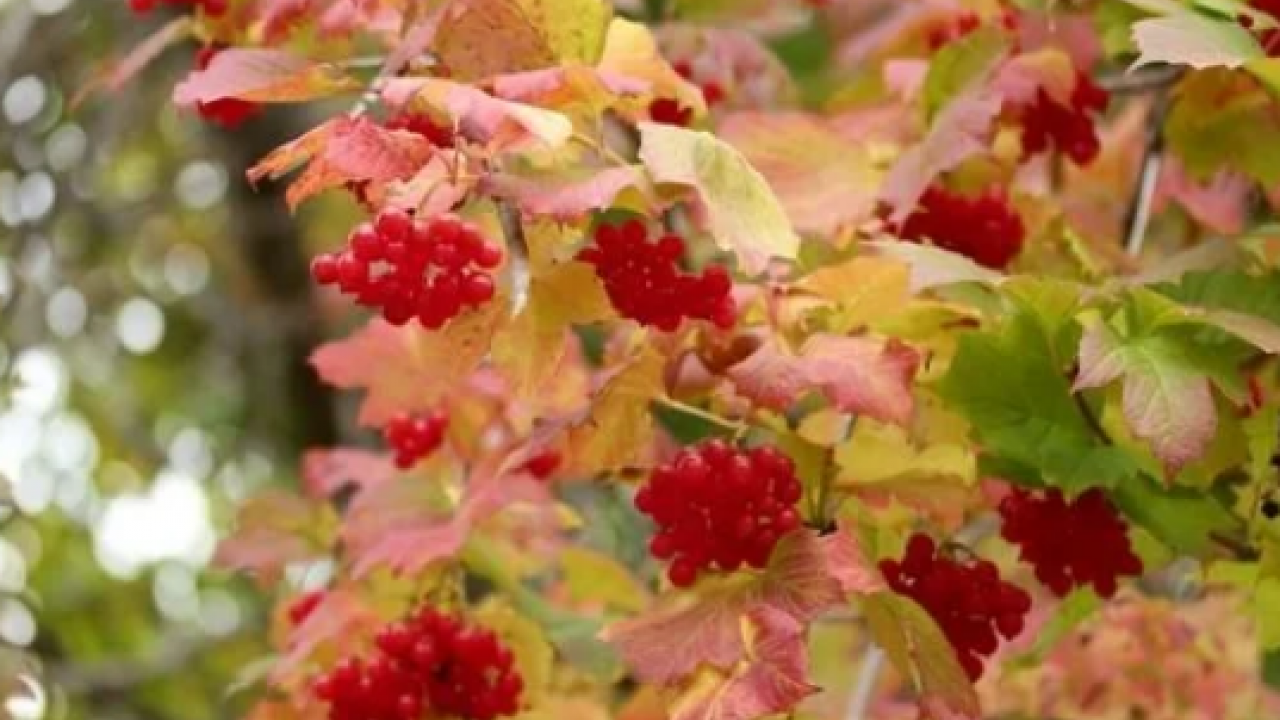 Foto - Şifa saçan 'kırmızı altın' Bu kırmızı meyve her derde deva olacak…