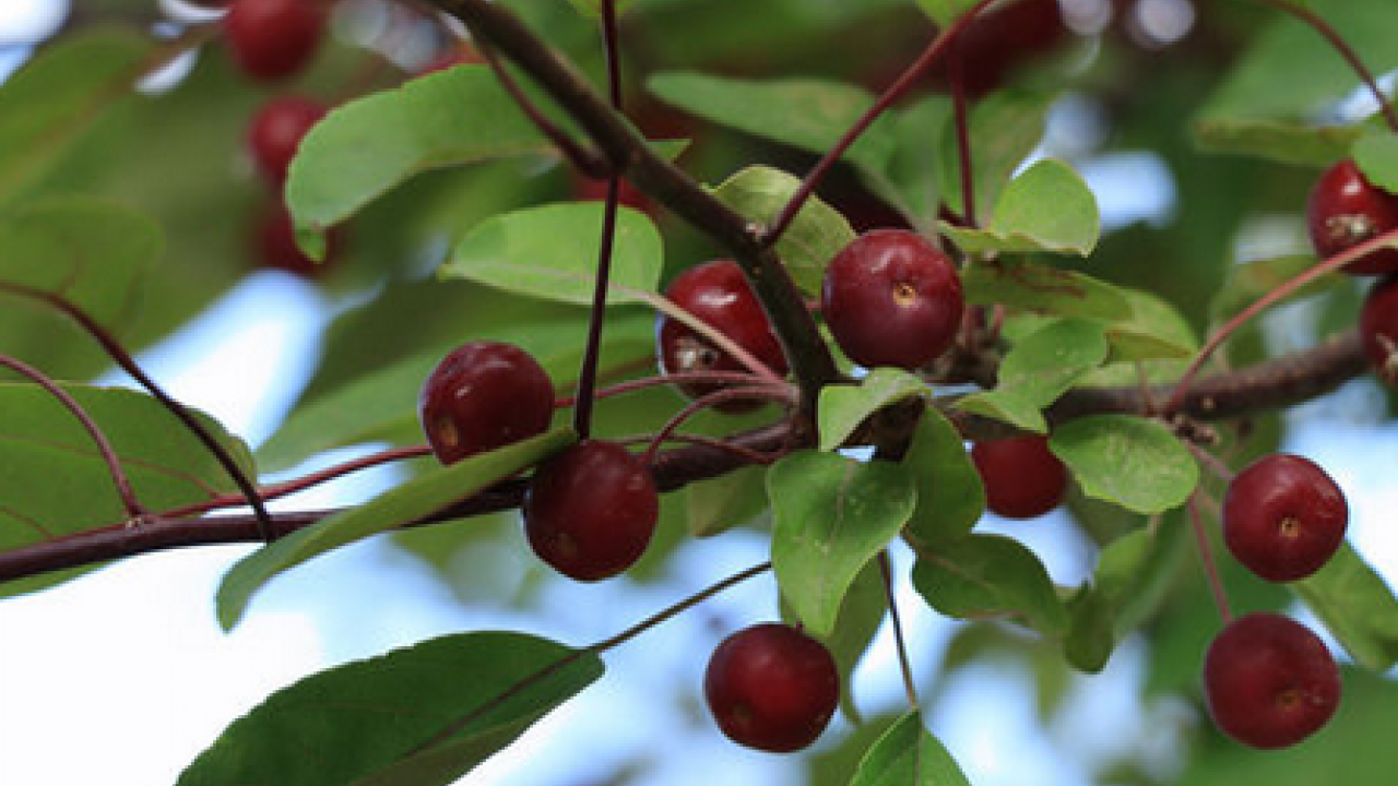 Foto - Şifa saçan 'kırmızı altın' Bu kırmızı meyve her derde deva olacak…