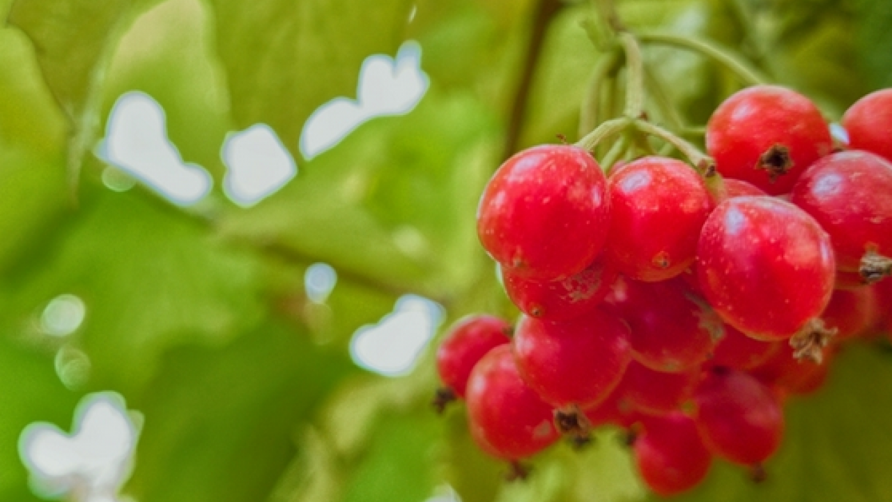 Foto - Şifa saçan 'kırmızı altın' Bu kırmızı meyve her derde deva olacak…
