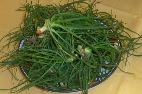 Foto - Şifa saçan otun vücutta iyi gelmediği yer yok