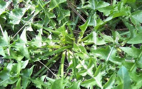 Foto - Şifa saçan otun vücutta iyi gelmediği yer yok