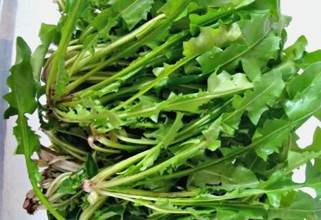 Şifa saçan otun vücutta iyi gelmediği yer yok