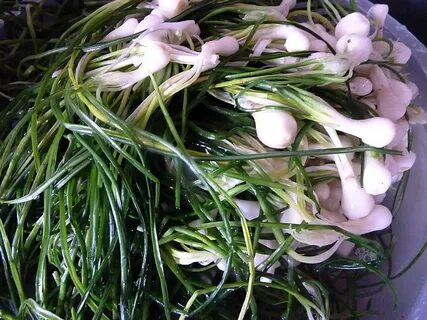 Foto - Şifa saçan otun vücutta iyi gelmediği yer yok