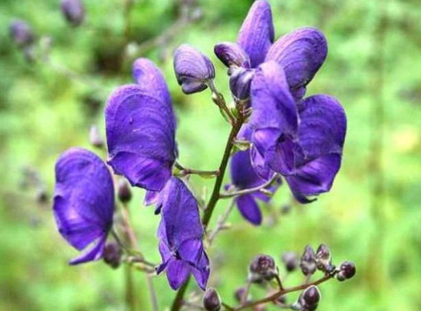 Foto - Şifa zannediyoruz ama ölüm saçıyor! Bu bitkilerin yanından bile geçmeyin