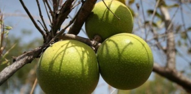 Foto - Şifa zannediyoruz ama ölüm saçıyor! Bu bitkilerin yanından bile geçmeyin