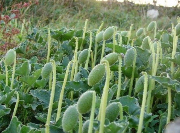 Foto - Şifa zannediyoruz ama ölüm saçıyor! Bu bitkilerin yanından bile geçmeyin