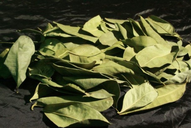 Foto - Şifa zannediyoruz ama ölüm saçıyor! Bu bitkilerin yanından bile geçmeyin