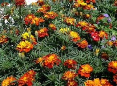 Foto - Şifa zannediyoruz ama ölüm saçıyor! Bu bitkilerin yanından bile geçmeyin