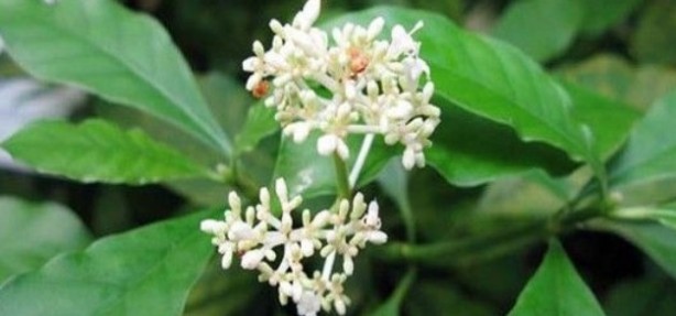 Foto - Şifa zannediyoruz ama ölüm saçıyor! Bu bitkilerin yanından bile geçmeyin