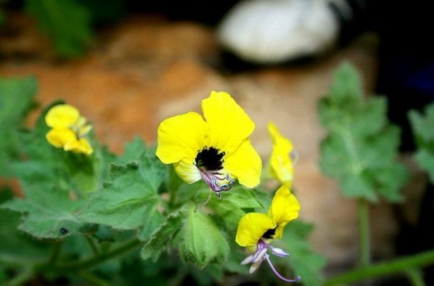Foto - Şifa zannediyoruz ama ölüm saçıyor! Bu bitkilerin yanından bile geçmeyin