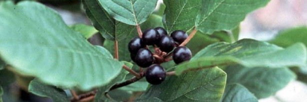 Foto - Şifa zannediyoruz ama ölüm saçıyor! Bu bitkilerin yanından bile geçmeyin