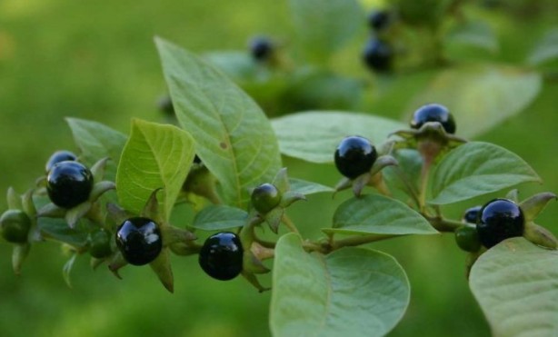 Foto - Şifa zannediyoruz ama ölüm saçıyor! Bu bitkilerin yanından bile geçmeyin