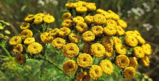 Foto - Şifa zannediyoruz ama ölüm saçıyor! Bu bitkilerin yanından bile geçmeyin