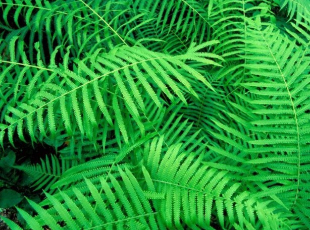 Foto - Şifa zannediyoruz ama ölüm saçıyor! Bu bitkilerin yanından bile geçmeyin