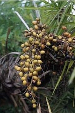 Foto - Şifa zannediyoruz ama ölüm saçıyor! Bu bitkilerin yanından bile geçmeyin