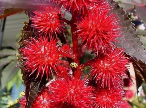 Foto - Şifa zannediyoruz ama ölüm saçıyor! Bu bitkilerin yanından bile geçmeyin