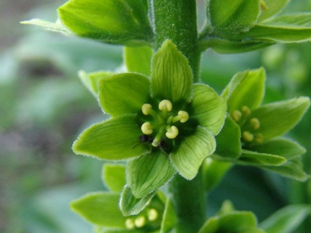 Foto - Şifa zannediyoruz ama ölüm saçıyor! Bu bitkilerin yanından bile geçmeyin