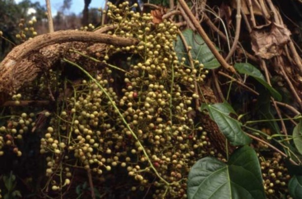 Foto - Şifa zannediyoruz ama ölüm saçıyor! Bu bitkilerin yanından bile geçmeyin