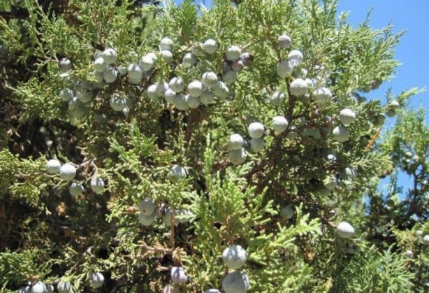 Foto - Şifa zannediyoruz ama ölüm saçıyor! Bu bitkilerin yanından bile geçmeyin