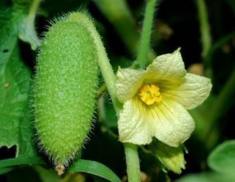 Foto - Şifa zannediyoruz ama ölüm saçıyor! Bu bitkilerin yanından bile geçmeyin