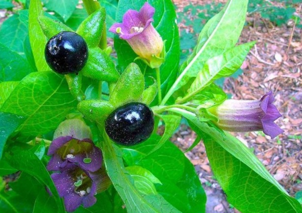 Foto - Şifa zannediyoruz ama ölüm saçıyor! Bu bitkilerin yanından bile geçmeyin