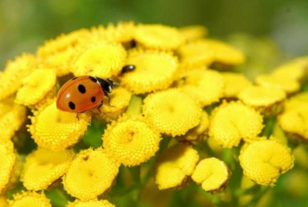 Foto - Şifa zannediyoruz ama ölüm saçıyor! Bu bitkilerin yanından bile geçmeyin