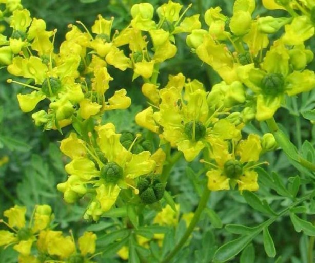 Foto - Şifa zannediyoruz ama ölüm saçıyor! Bu bitkilerin yanından bile geçmeyin