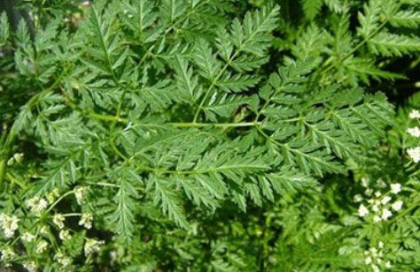 Foto - Şifa zannediyoruz ama ölüm saçıyor! Bu bitkilerin yanından bile geçmeyin