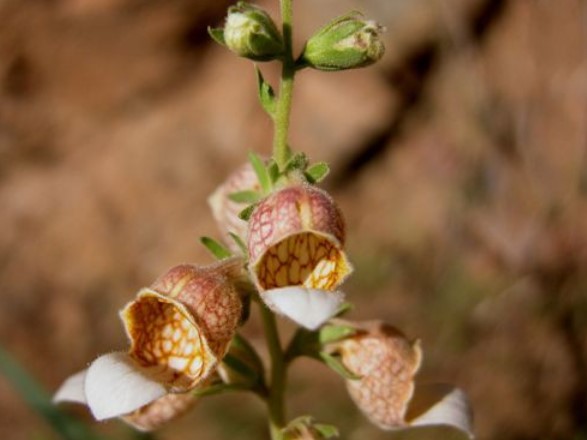 Foto - Şifa zannediyoruz ama ölüm saçıyor! Bu bitkilerin yanından bile geçmeyin