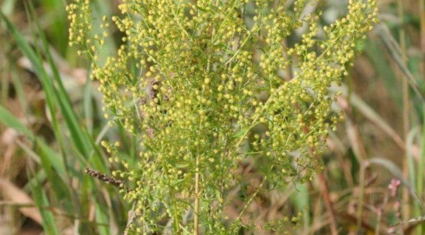 Foto - Şifa zannediyoruz ama ölüm saçıyor! Bu bitkilerin yanından bile geçmeyin