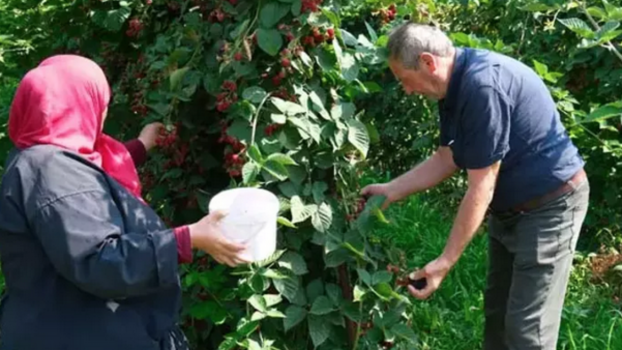 Foto - Şifalı meyvenin hasat vakti! Kilosu 110 TL: Kalbin ve damarların doğal ilacı, C vitamini kralı!