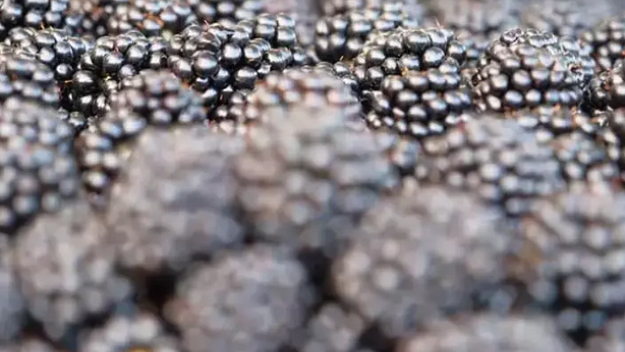 Foto - Şifalı meyvenin hasat vakti! Kilosu 110 TL: Kalbin ve damarların doğal ilacı, C vitamini kralı!