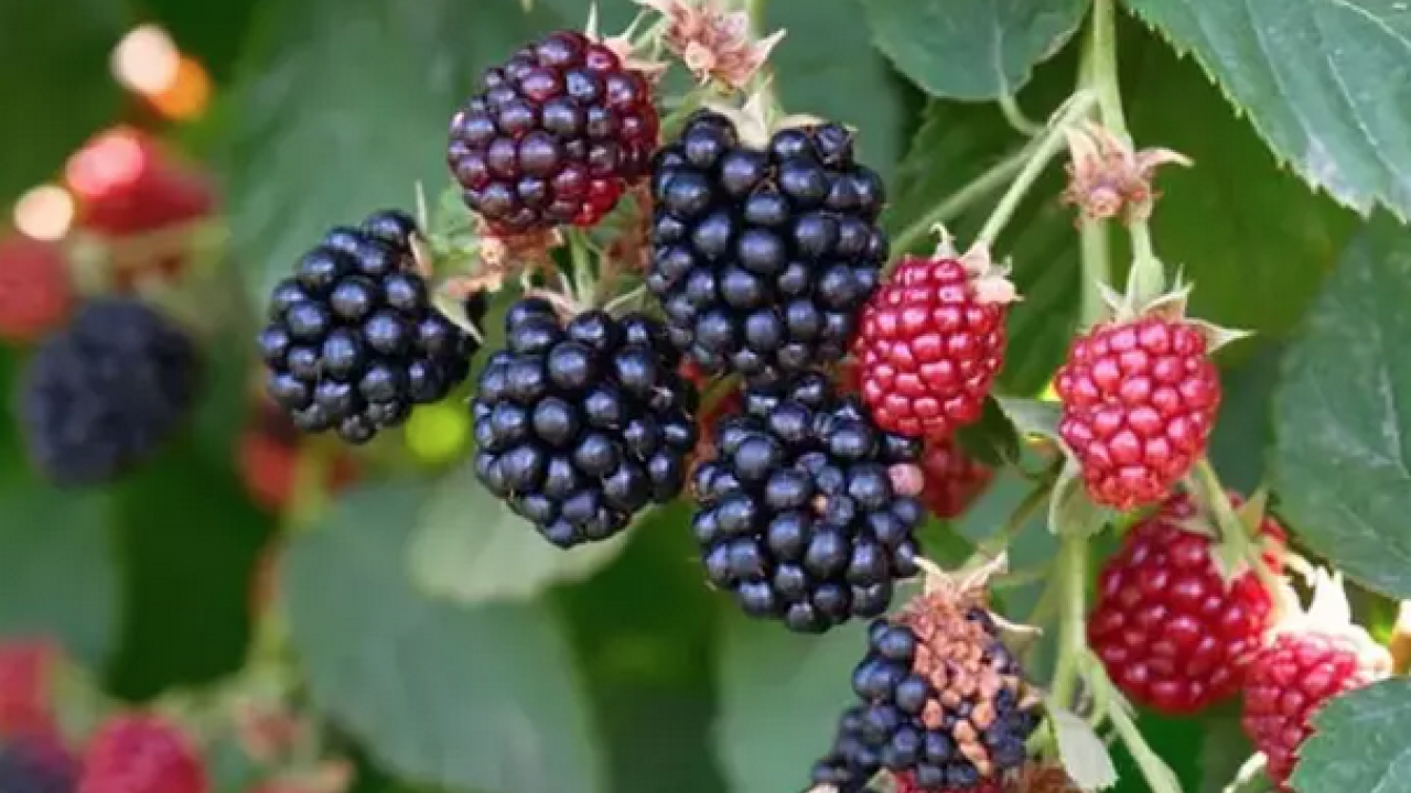 Foto - Şifalı meyvenin hasat vakti! Kilosu 110 TL: Kalbin ve damarların doğal ilacı, C vitamini kralı!