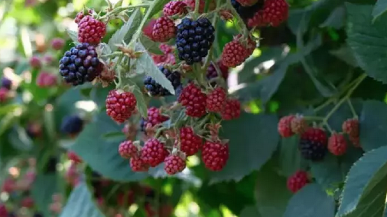Şifalı meyvenin hasat vakti! Kilosu 110 TL: Kalbin ve damarların doğal ilacı, C vitamini kralı!