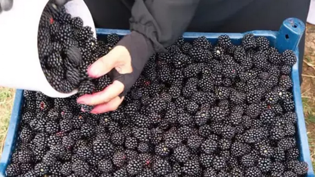 Foto - Şifalı meyvenin hasat vakti! Kilosu 110 TL: Kalbin ve damarların doğal ilacı, C vitamini kralı!