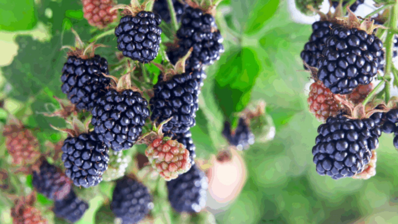 Foto - Şifalı meyvenin hasat vakti! Kilosu 110 TL: Kalbin ve damarların doğal ilacı, C vitamini kralı!