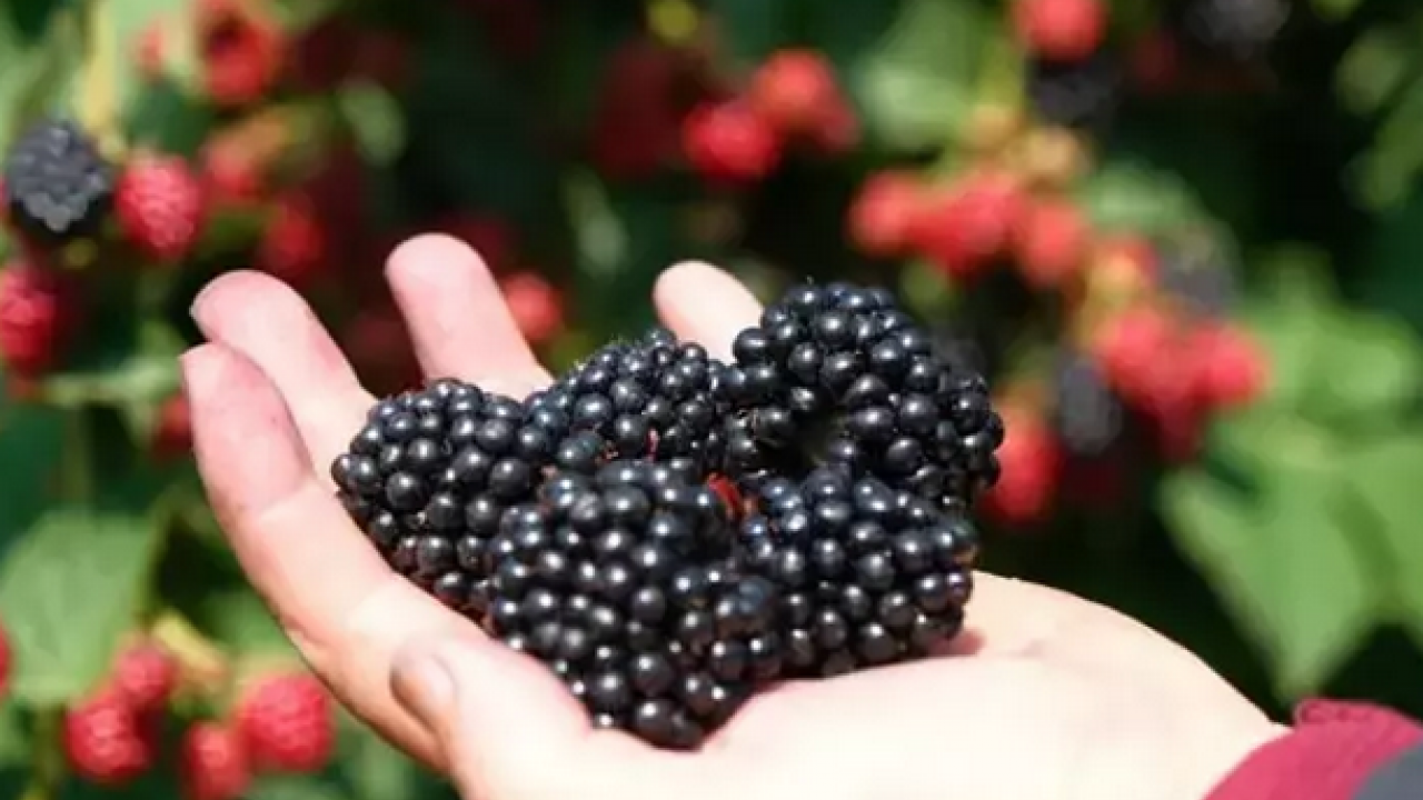 Foto - Şifalı meyvenin hasat vakti! Kilosu 110 TL: Kalbin ve damarların doğal ilacı, C vitamini kralı!