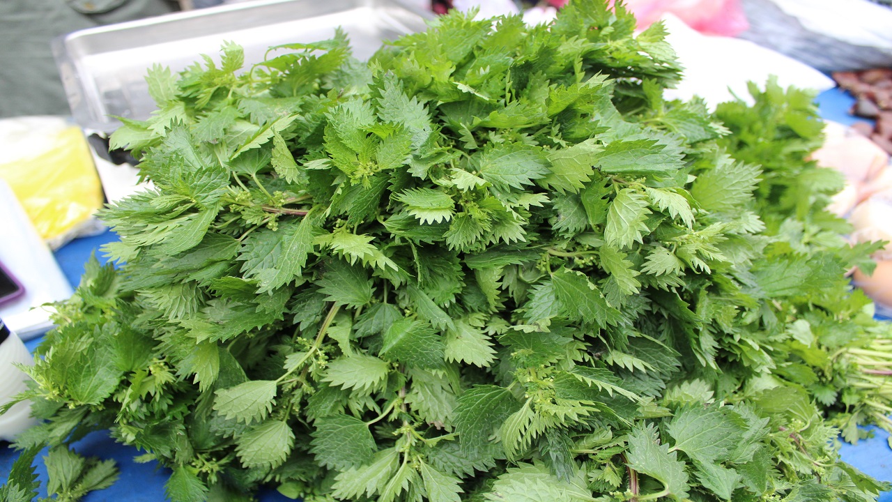 Şifası acısında saklı! Toplaması zahmetli ama tam bir şifa kaynağı