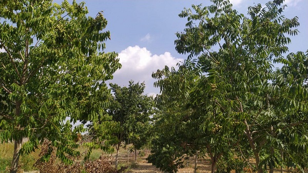 Foto - Sıfır Atık Projesi kapsamında yetiştirildi! O bitki Akdeniz Bölgesi'ne uyum sağladı