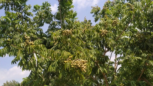 Sıfır Atık Projesi kapsamında yetiştirildi! O bitki Akdeniz Bölgesi'ne uyum sağladı