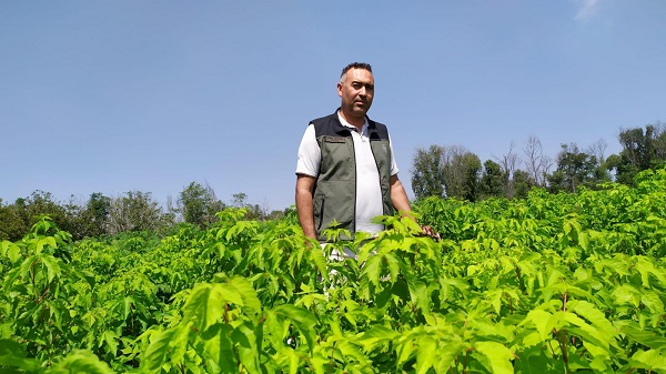 Foto - Sıfır Atık Projesi kapsamında yetiştirildi! O bitki Akdeniz Bölgesi'ne uyum sağladı
