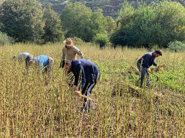 Foto - Sıfır noktasında hasat zamanı