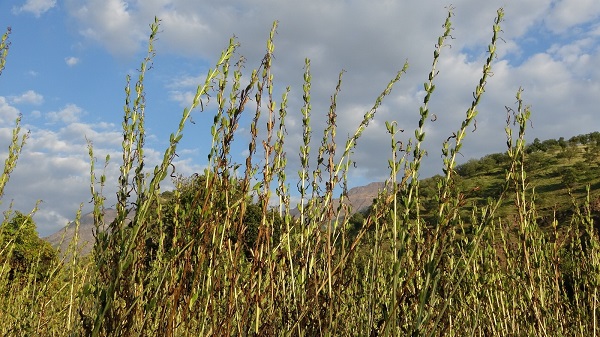 Foto - Sıfır noktasında hasat zamanı