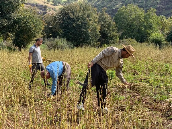 Foto - Sıfır noktasında hasat zamanı