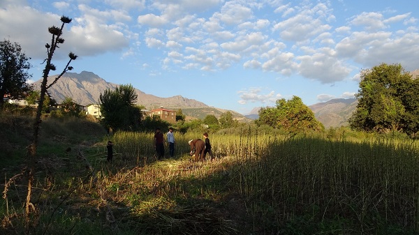 Foto - Sıfır noktasında hasat zamanı